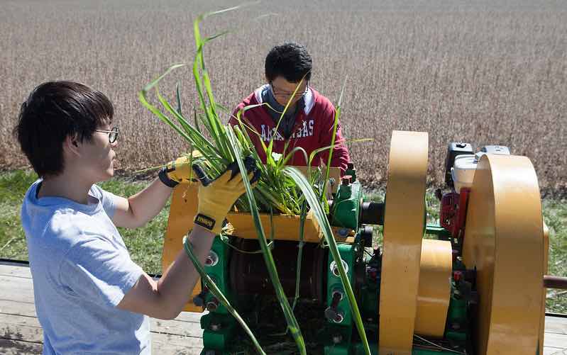 Two men in a field putting sugarcane stalks into a machine