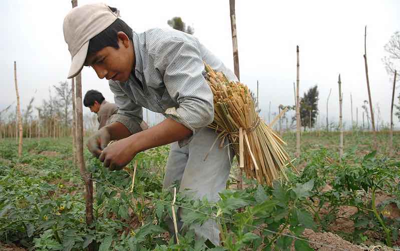Man wearing cap bends over strawberry plants