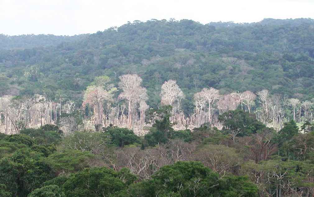Line of dead trees between forest and and forested hill