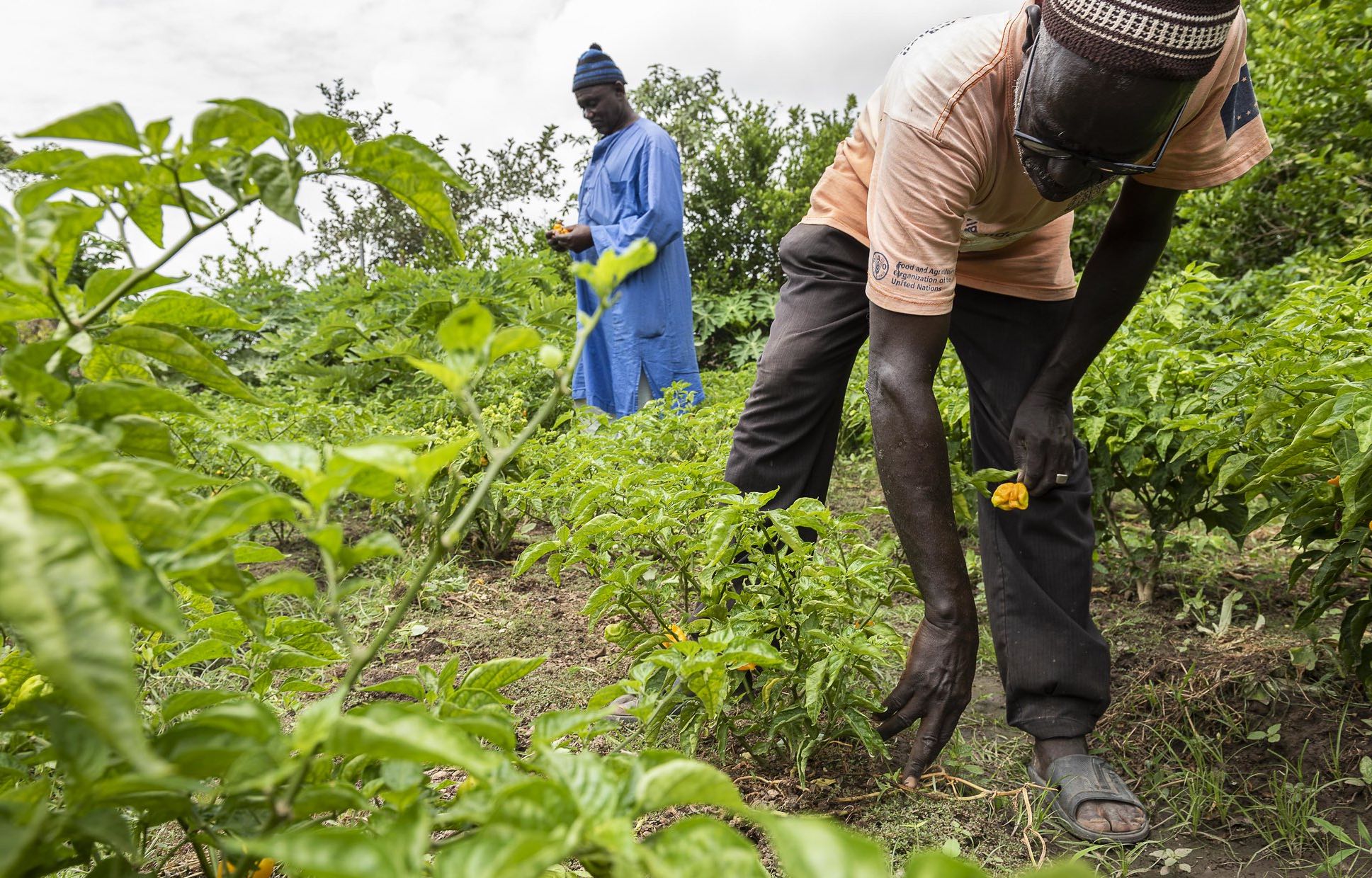 Two farmers in garden plot picking peppers