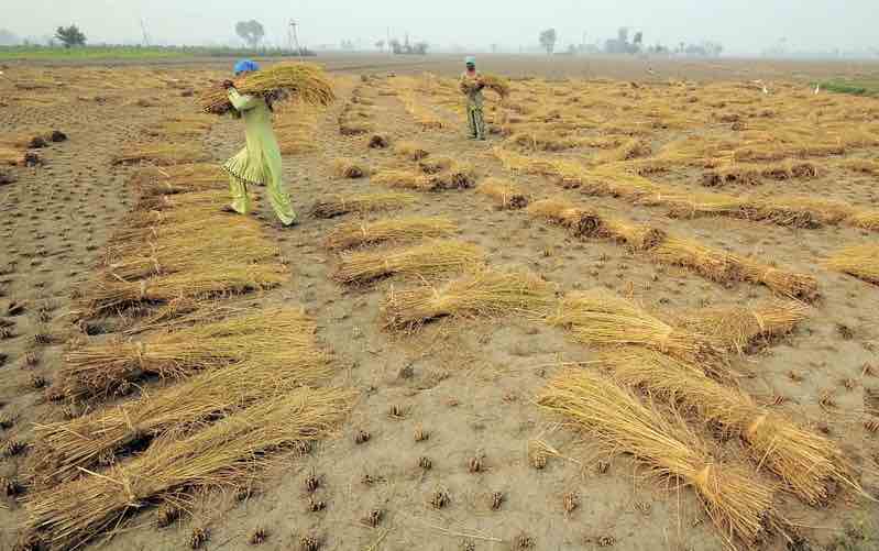Farmers carry bundles of rice off of field with bundles laid down in rows