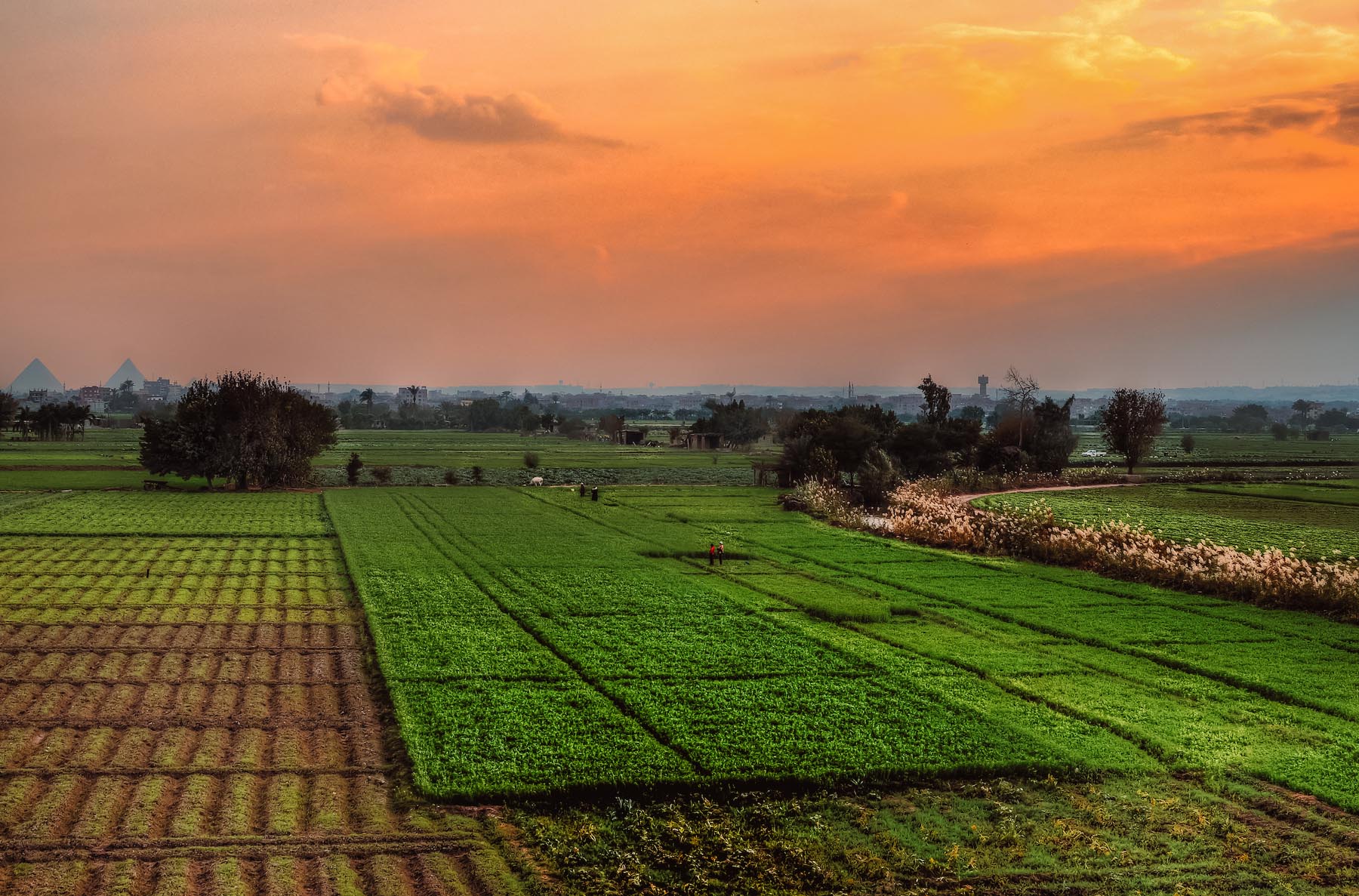 Farm land in Giza in Egypt