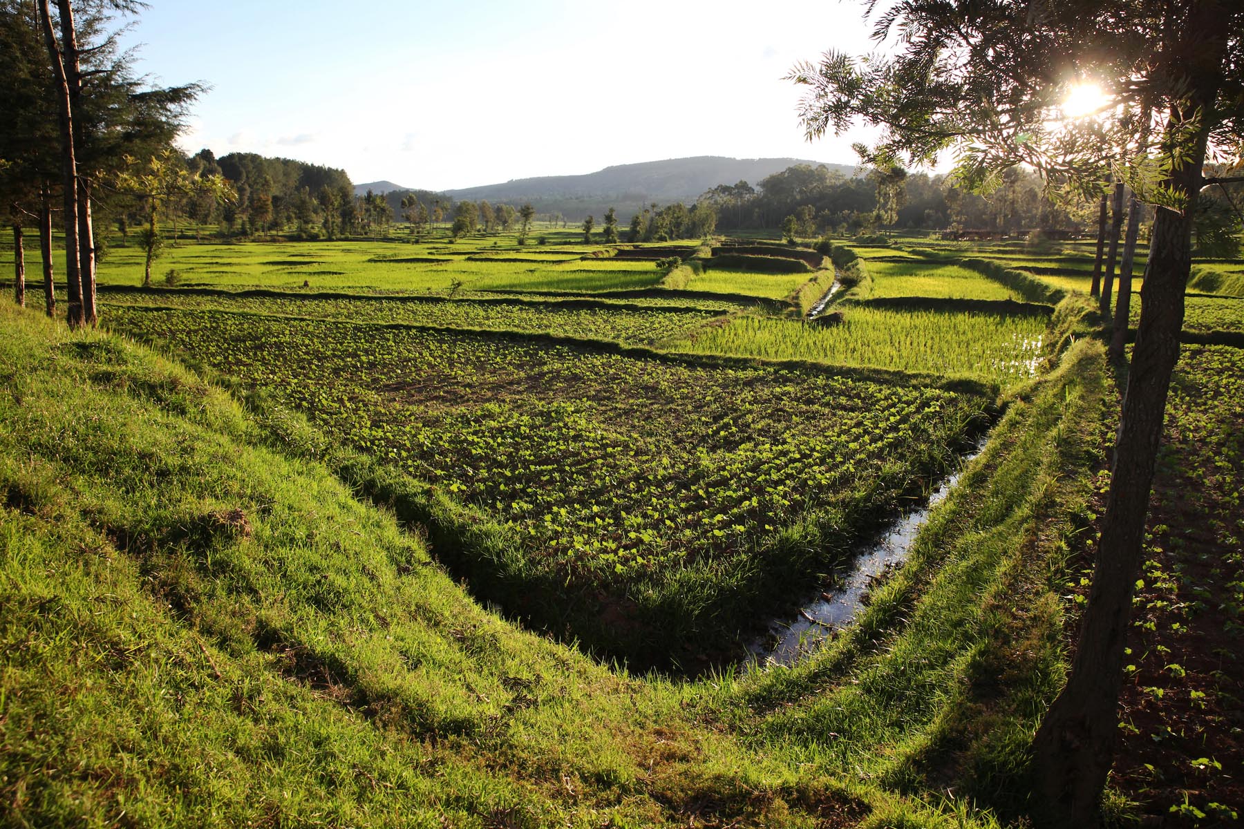 Fertile field at sunset in the countryside (Rwanda/ Africa)