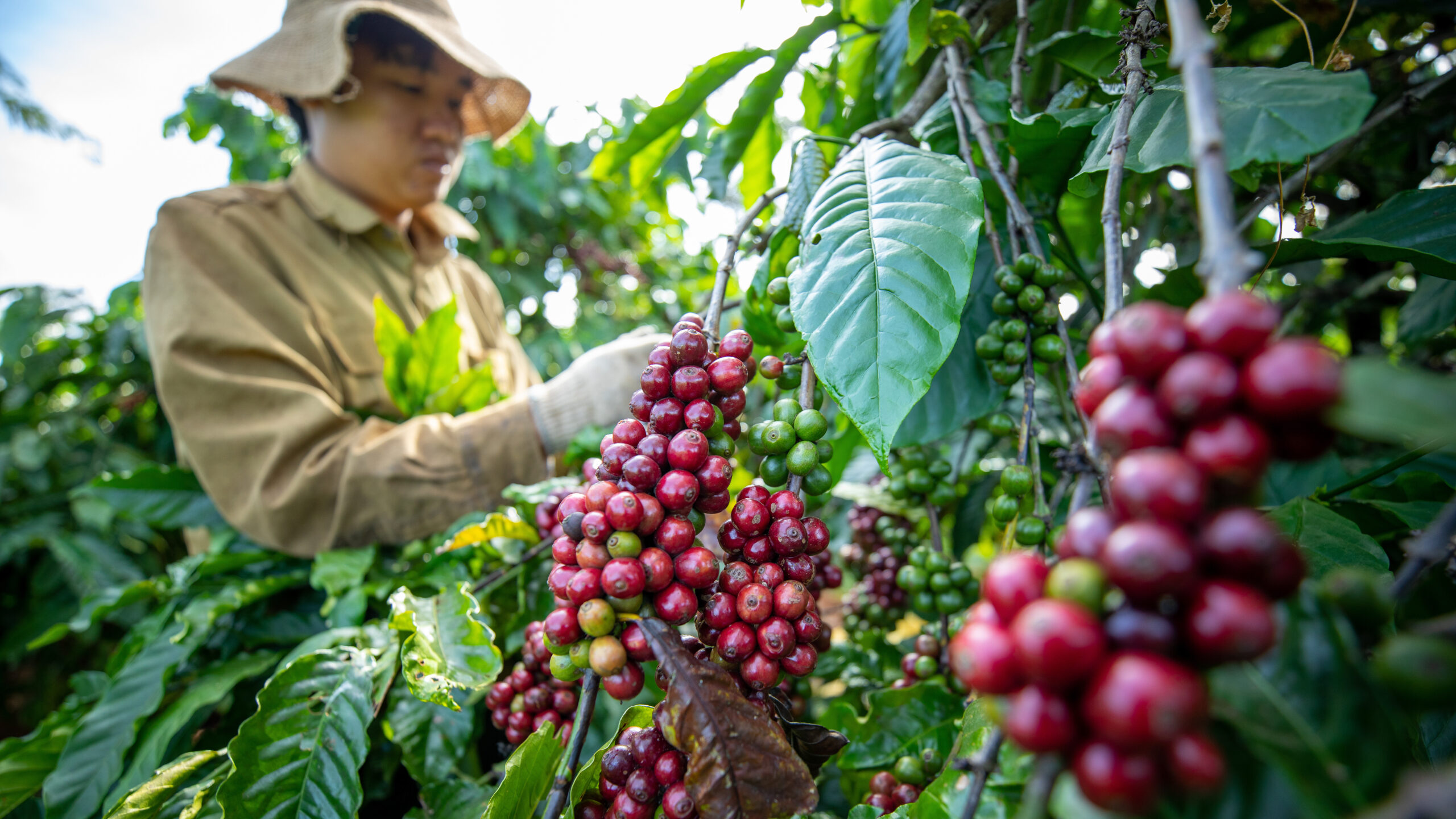 Worker wearing hat and gloves handles coffee plant, left, bunches of red fruit, right foreground.