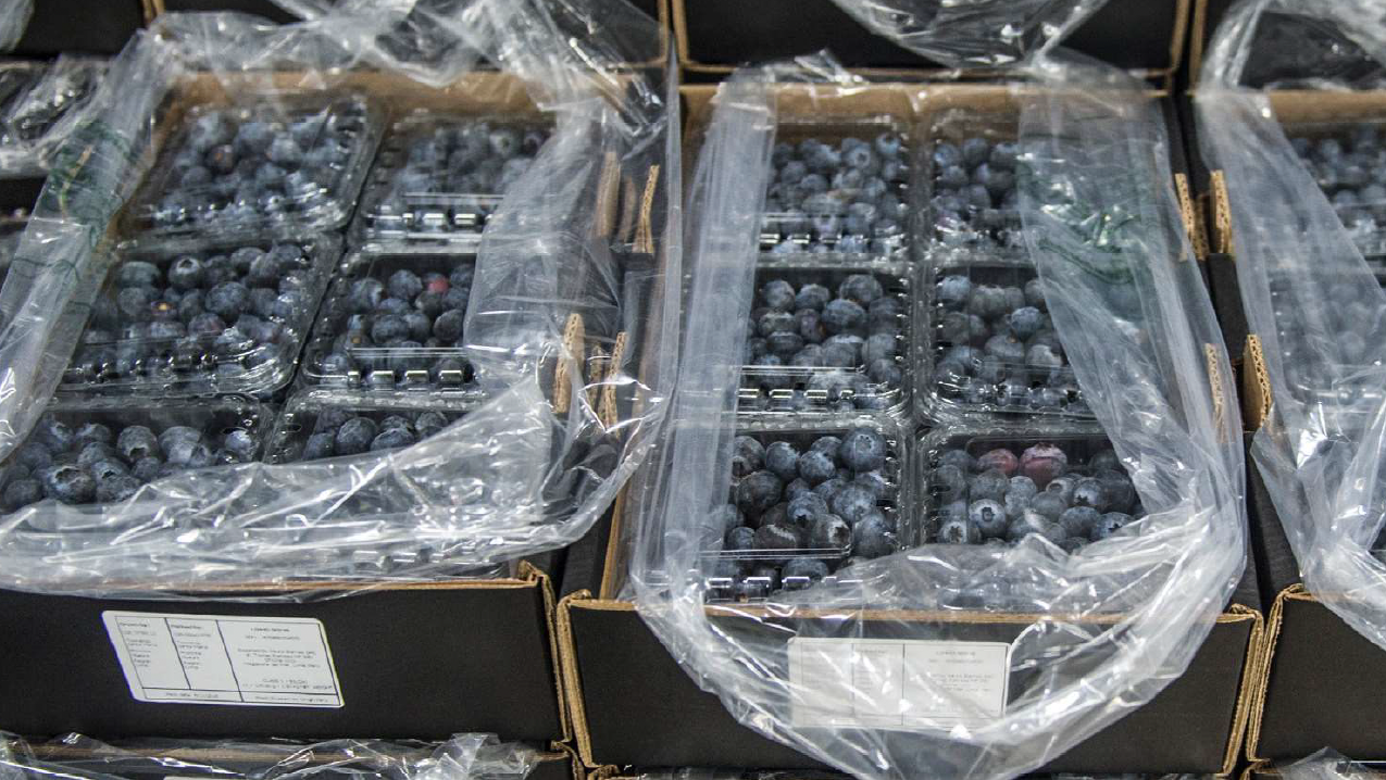 Two containers filled with blueberries in plastic wrap