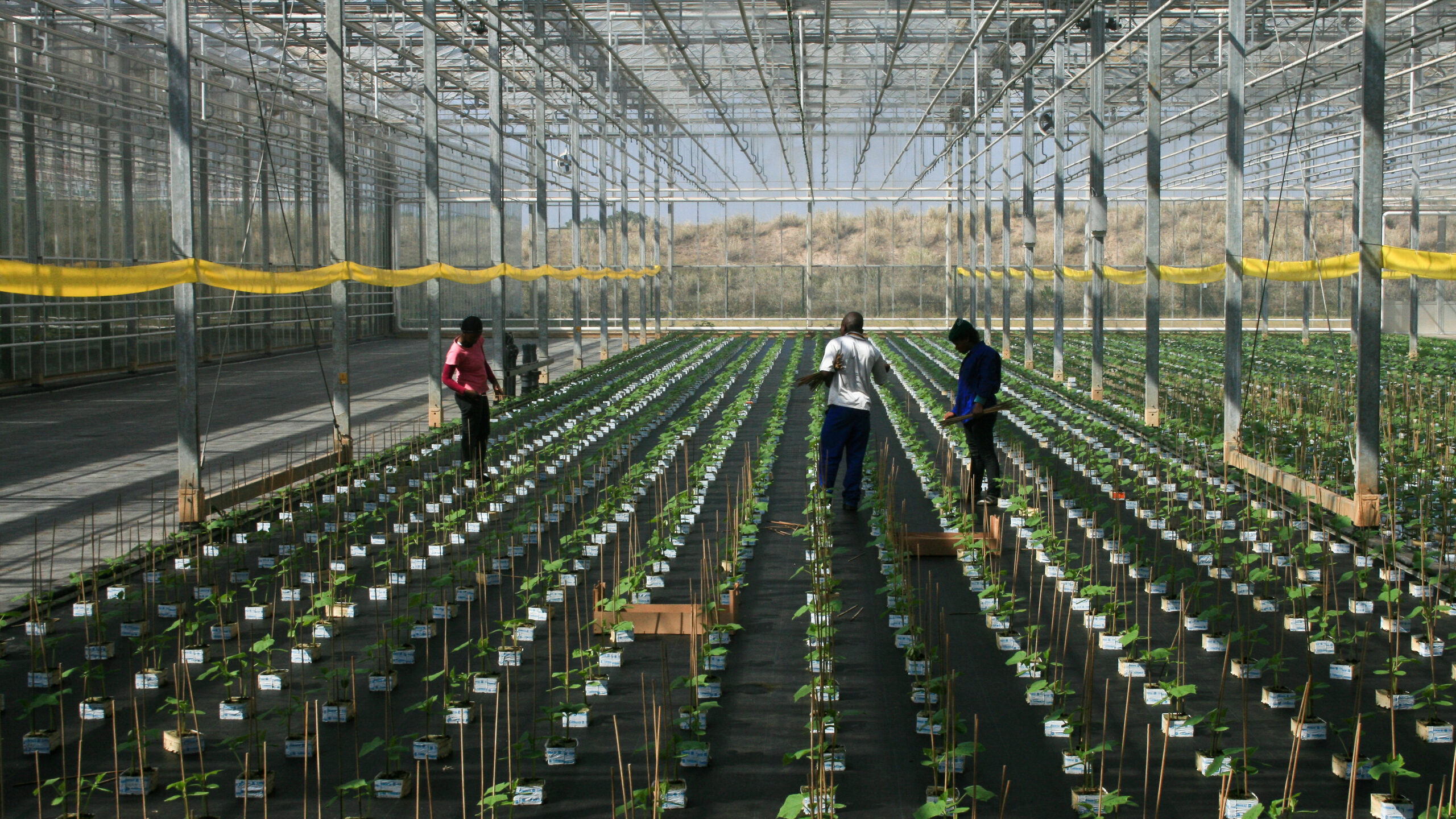 Three workers stand amid rows of seedlings in greenhouse