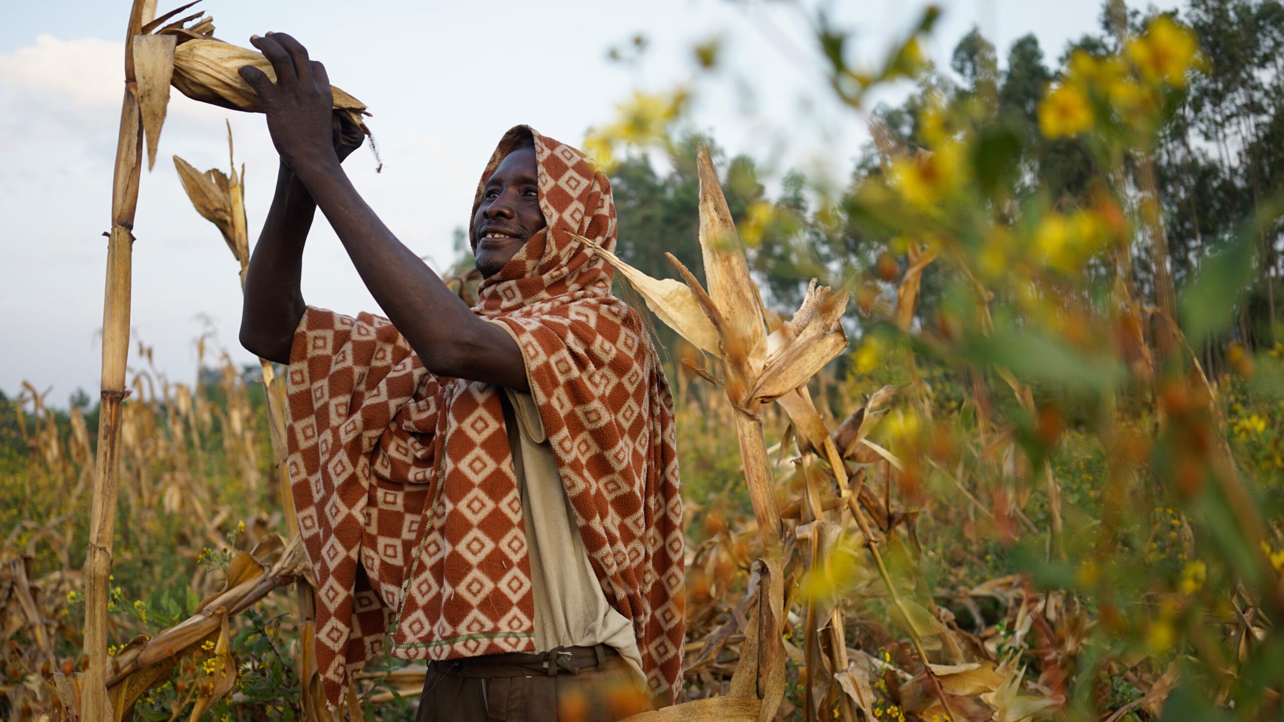 Man, with garment covering head and shoulders, reaches up to grasp maize cob on stalk.