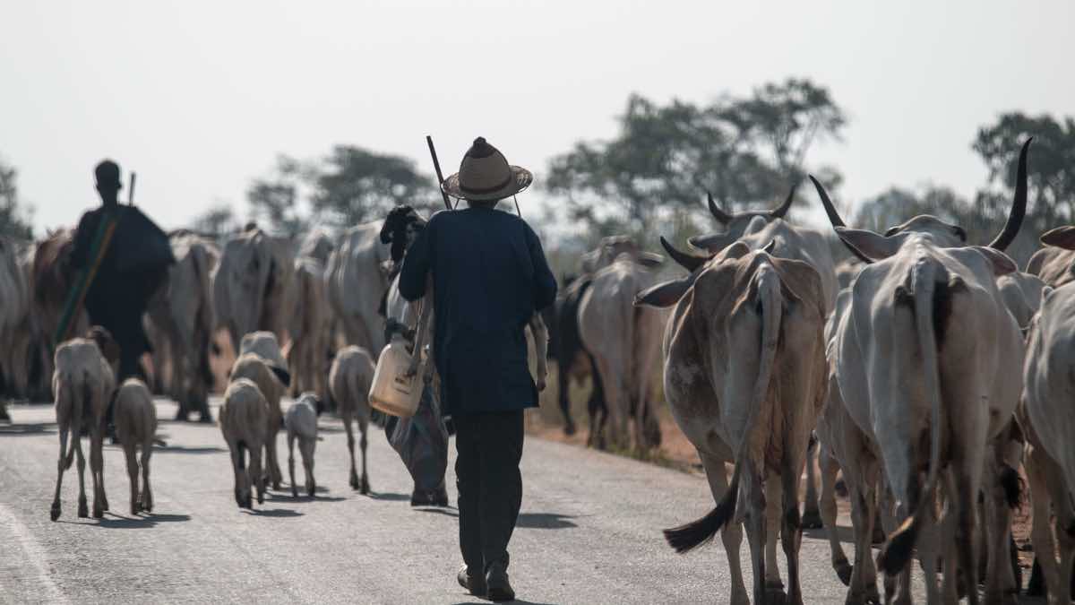 Cattle walking down paved road. Herder, center and facing away, carries calf. Herder, left, in background walking away.