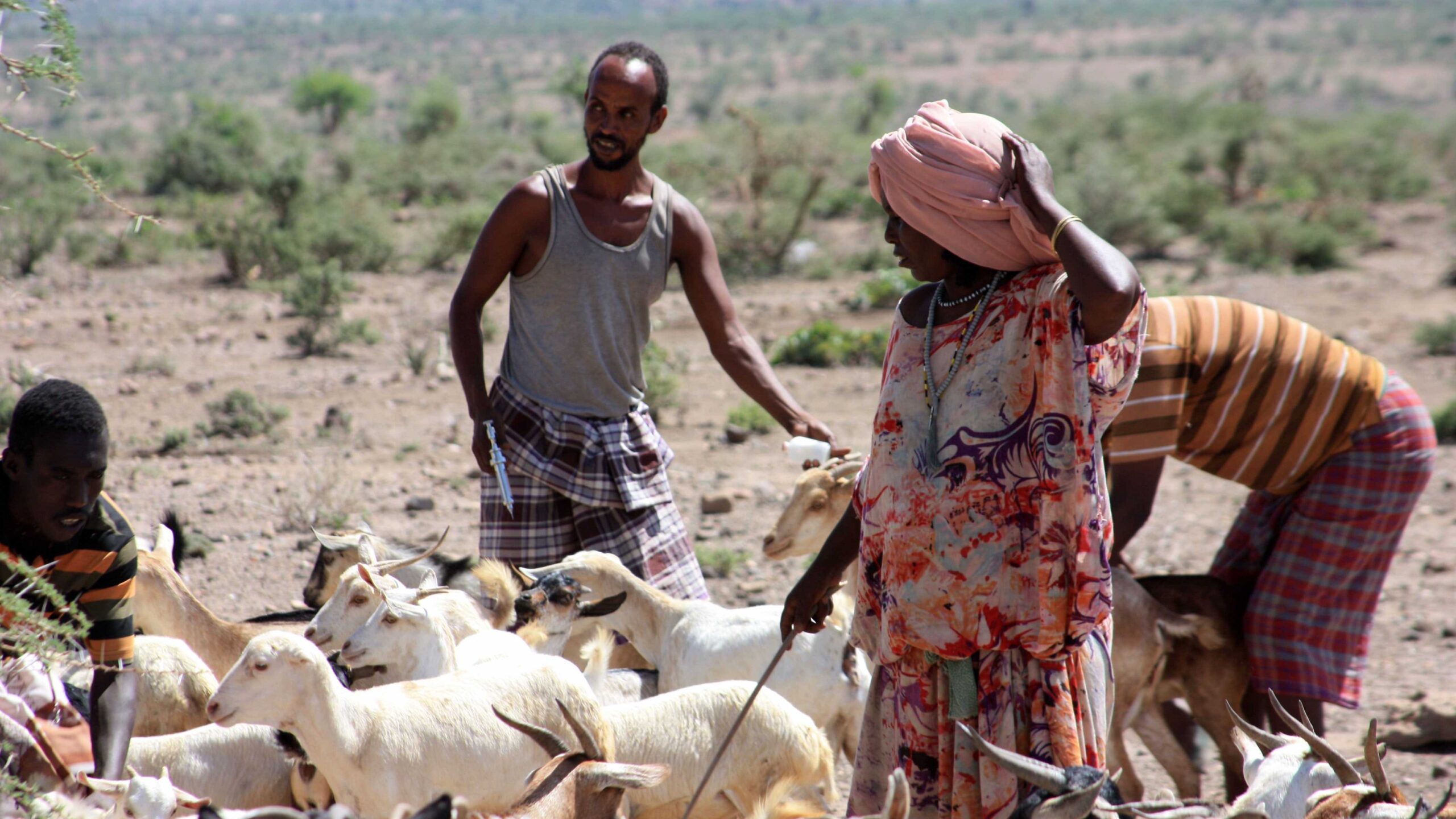 Goats surrounded by three men (crouched, left; standing center, behind goats, and bending over, right) and woman (in right foreground), facing away.