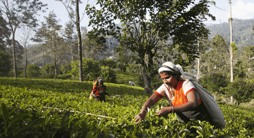 tea Sri Lanka