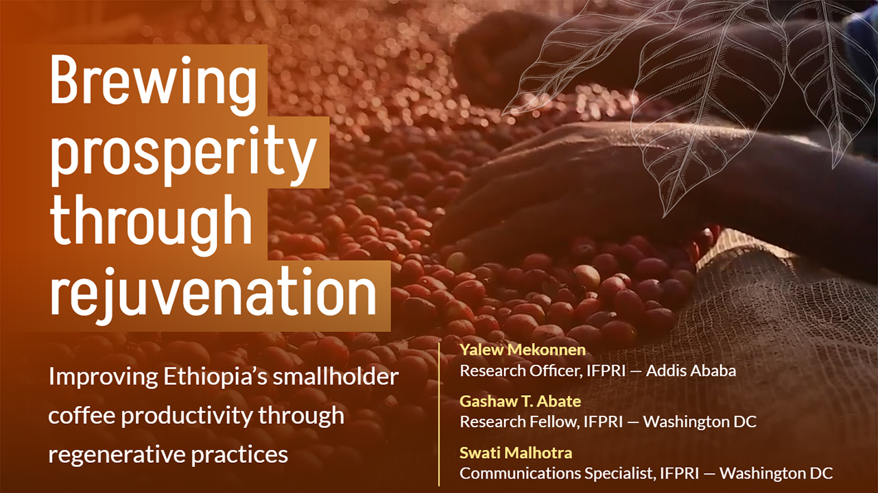 Brewing Prosperity through rejuvenation: Improving Ethiopia’s smallholder coffee productivity through regenerative practices