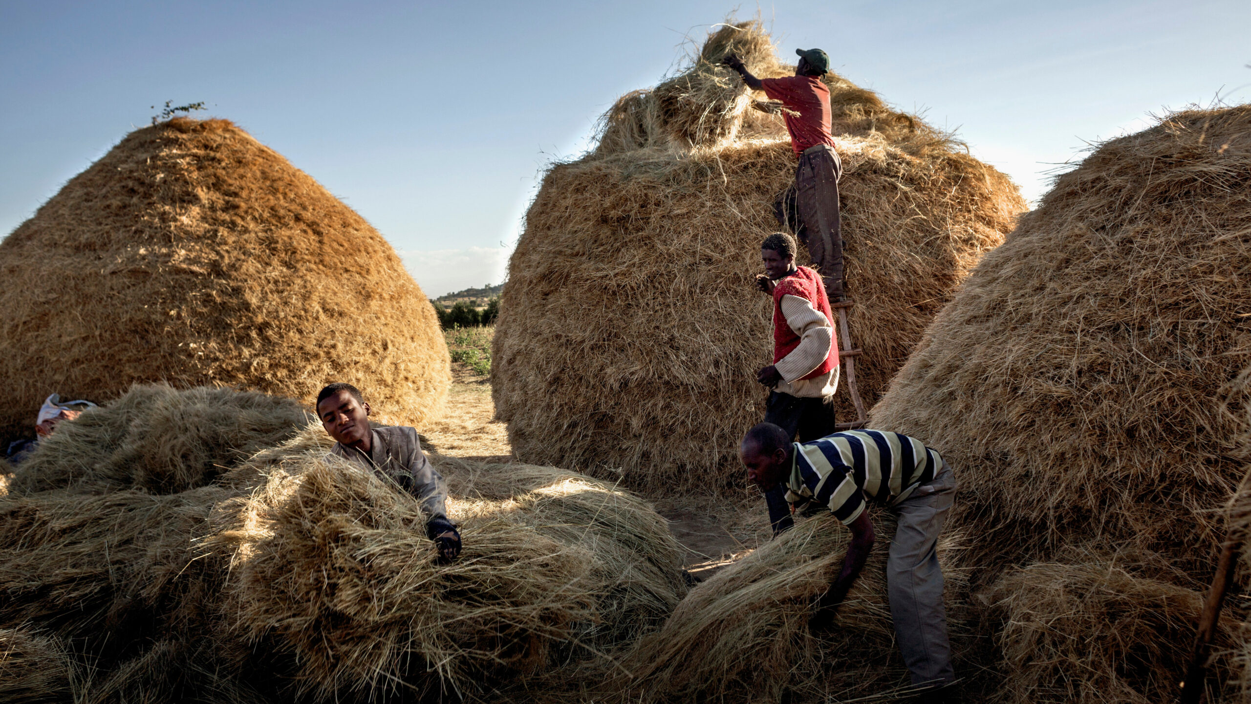 Four men picking up bundles of teff surrounded by three large mounds