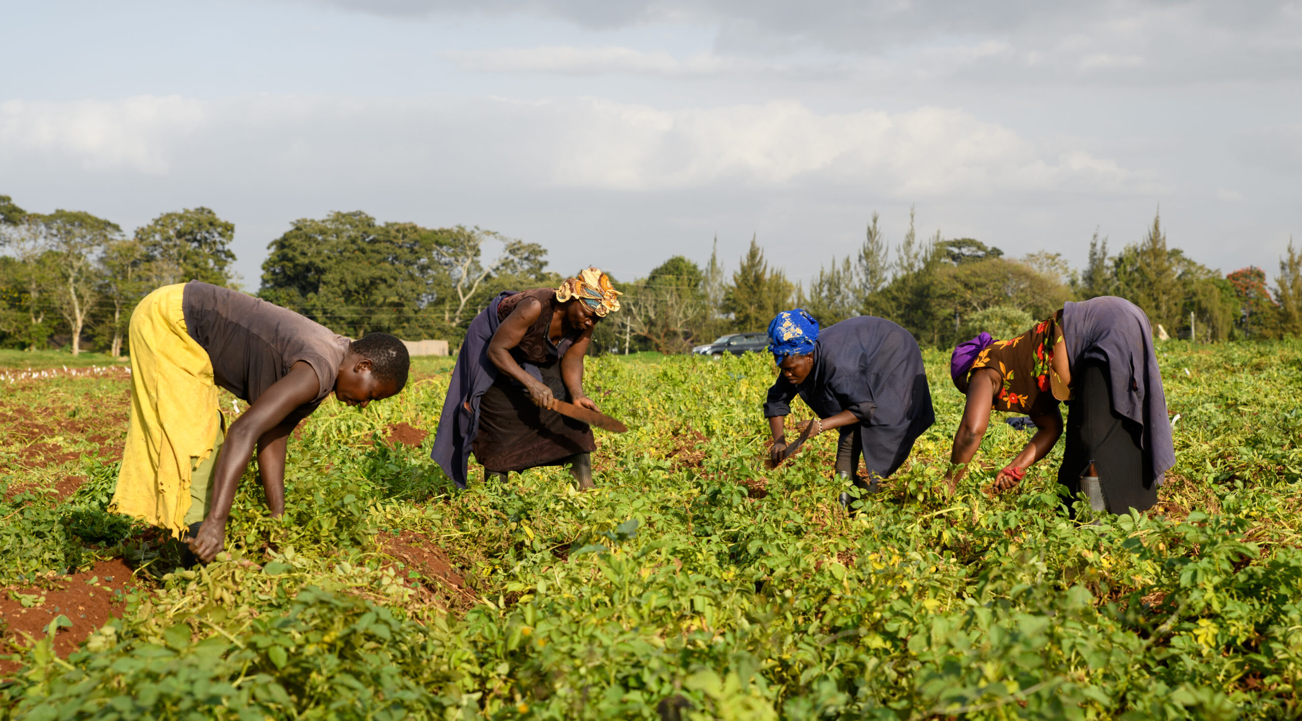 Four women in field, leaning forward over plants, two in center with machetes