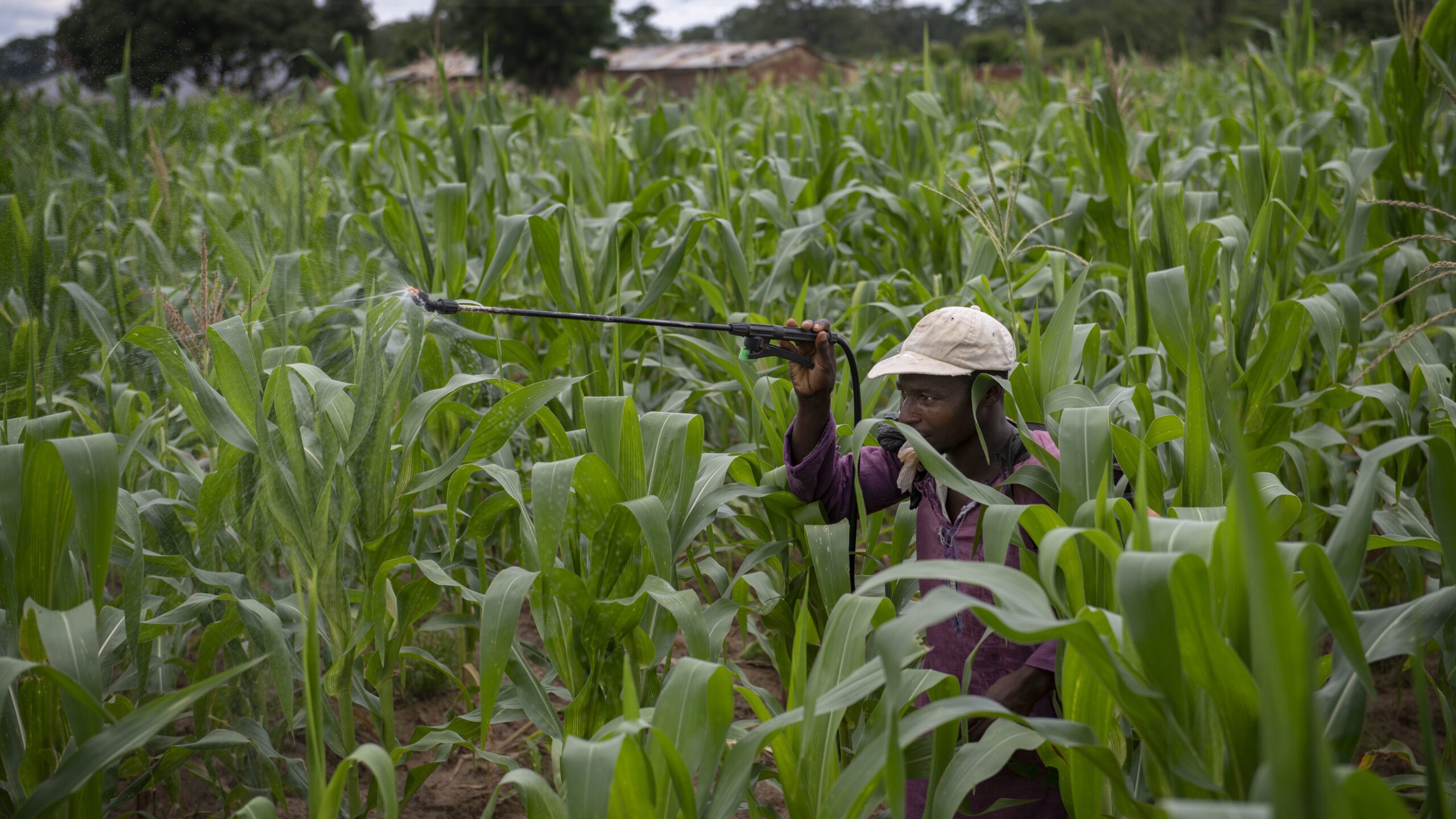 Man wearing cap, holding spray nozzle in maize field.
