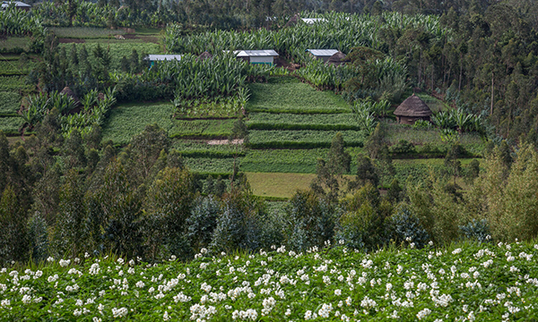 Rooted in Biodiversity: Transforming Agriculture through Nature-Positive Solutions