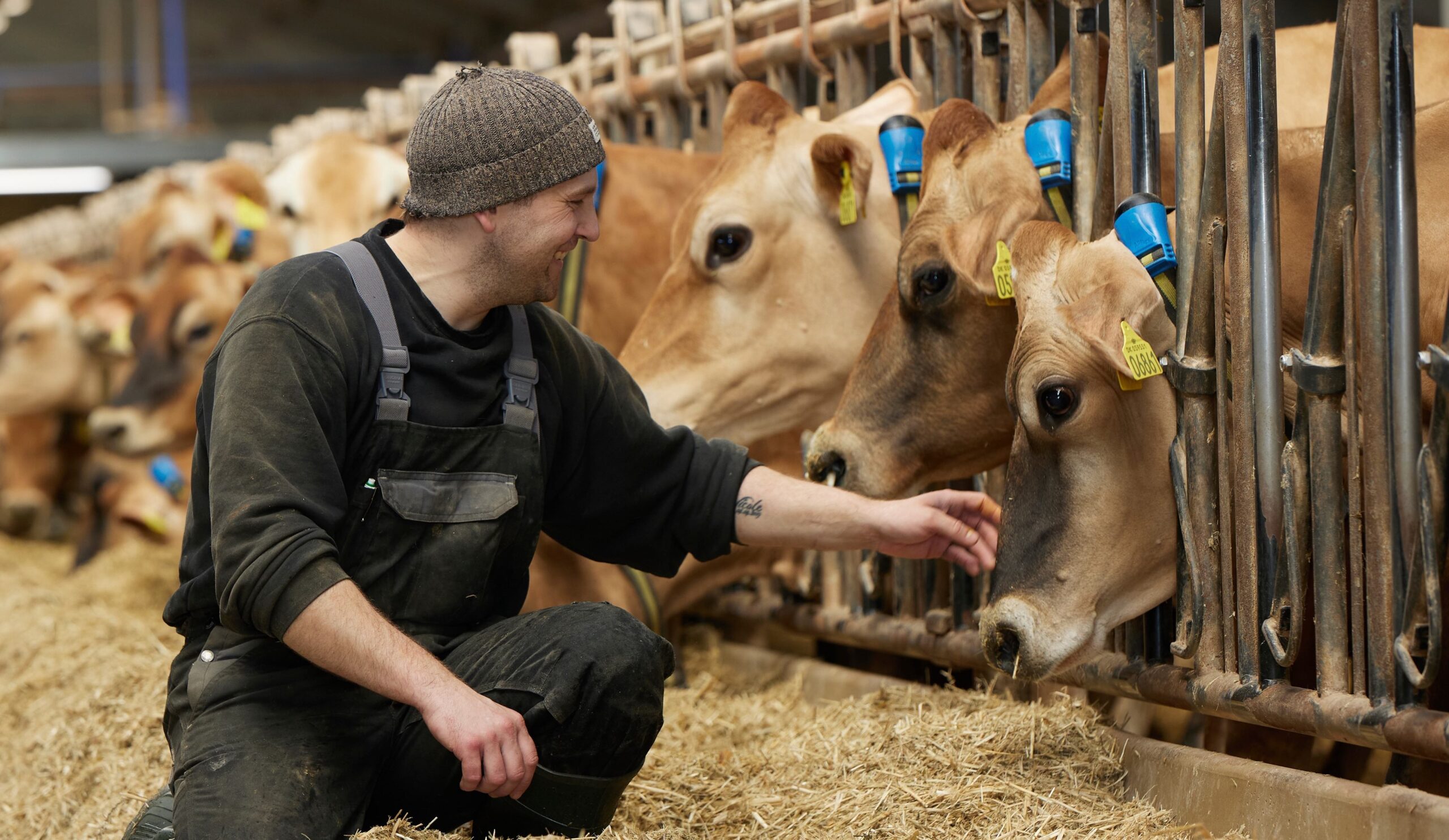 Smiling man, left, crouches next to cattle sticking heads through metal gates.