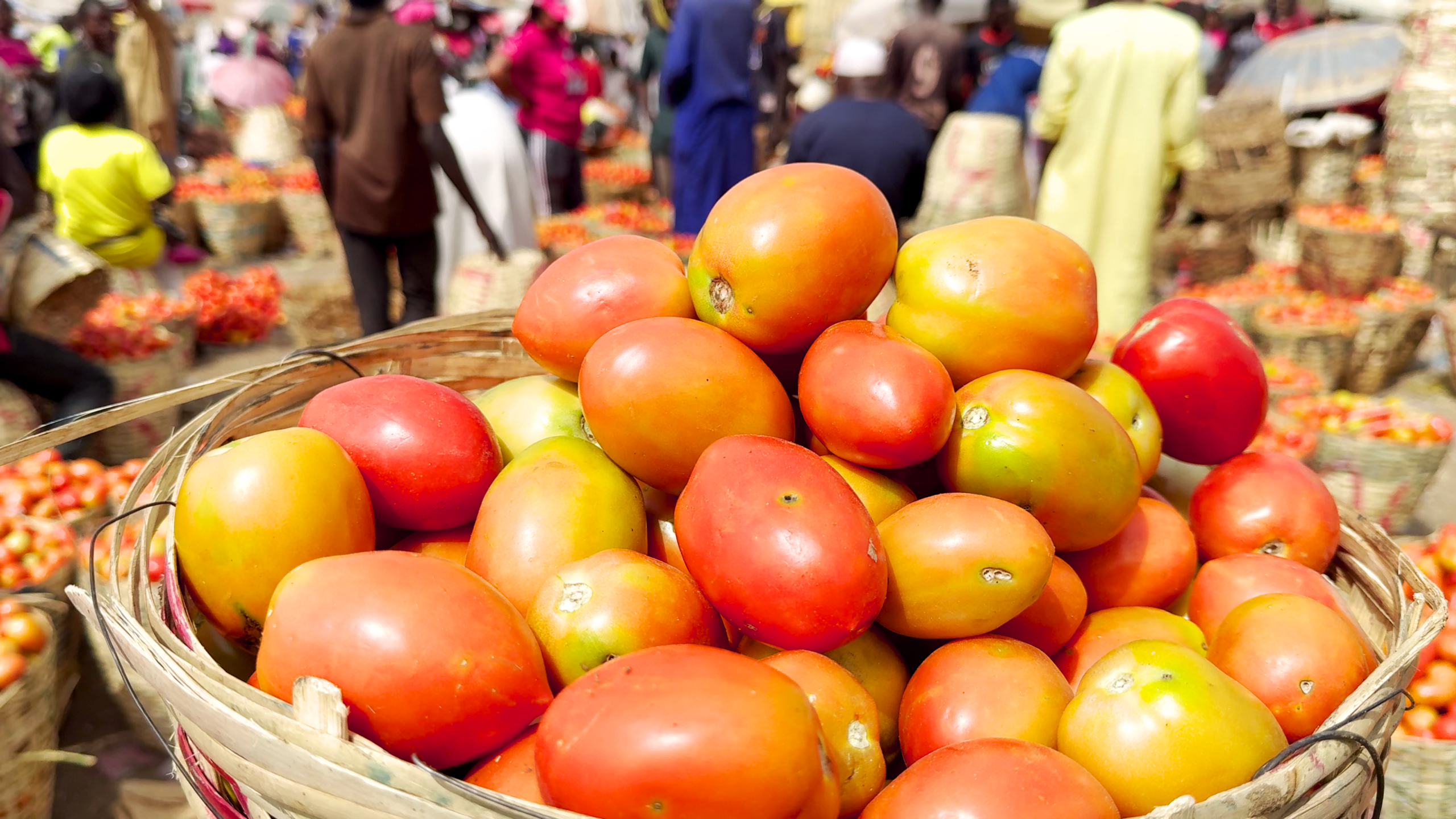 Basket of tomatoes, extreme foreground, with people in background