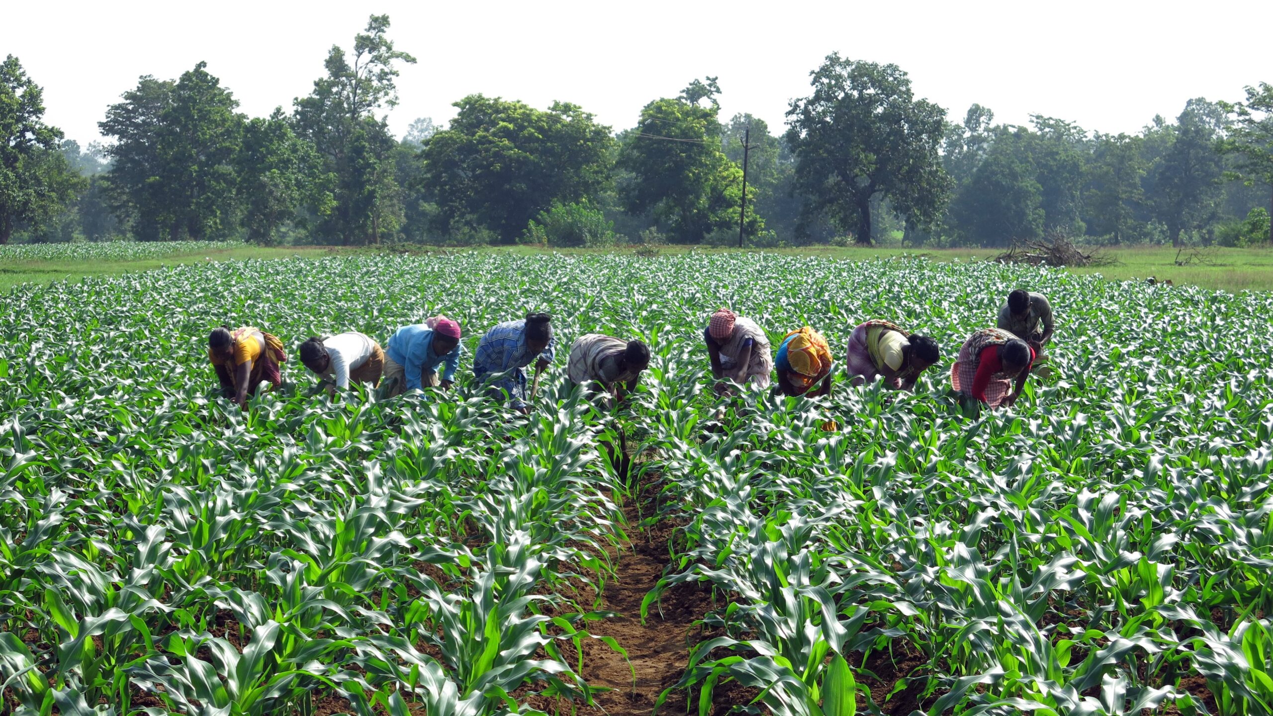 Ten women at work, bent over, in a maize field.