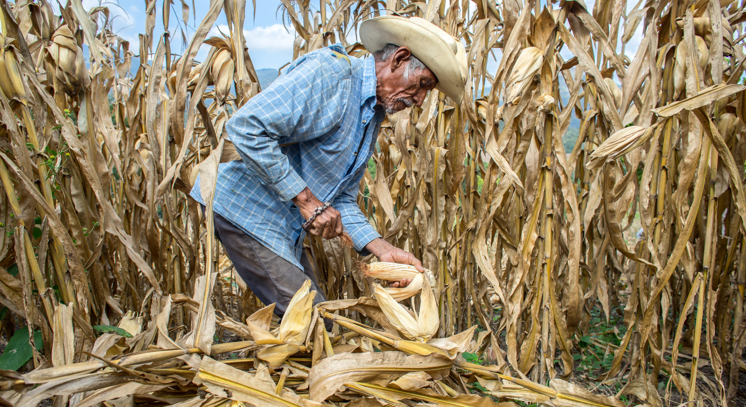 Man, wearing hat, in maize field, leaning over holding cob.
