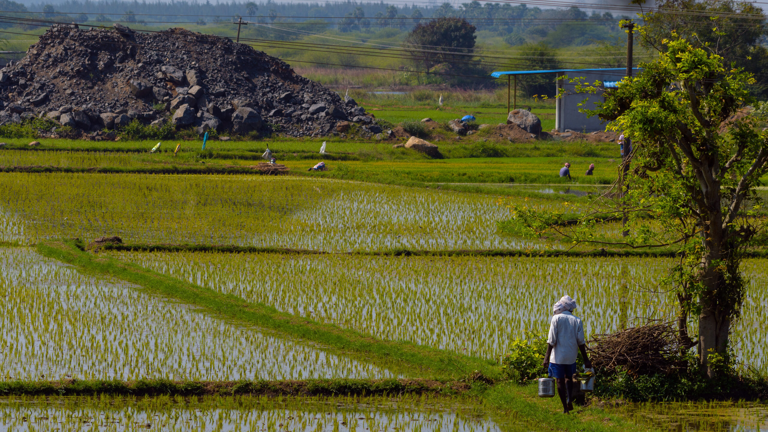 Wide shot of rice paddy with farmer, lower right, walking away from camera.
