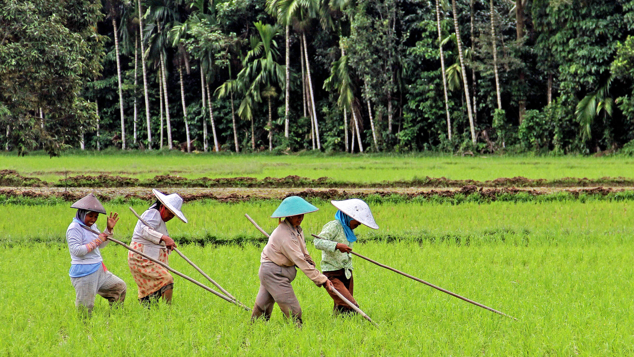 Four women in rice field holding long tools, facing right