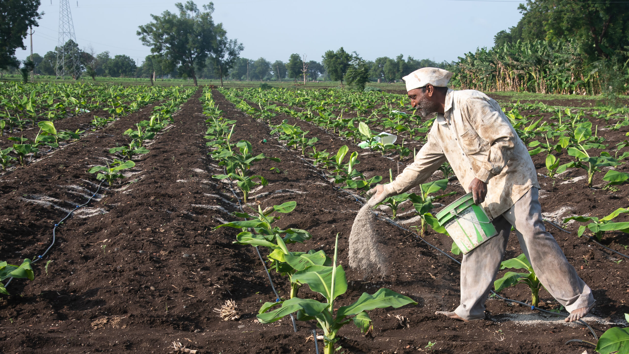 Man holding bucket in one hand throwing fertilizer with another.in field.