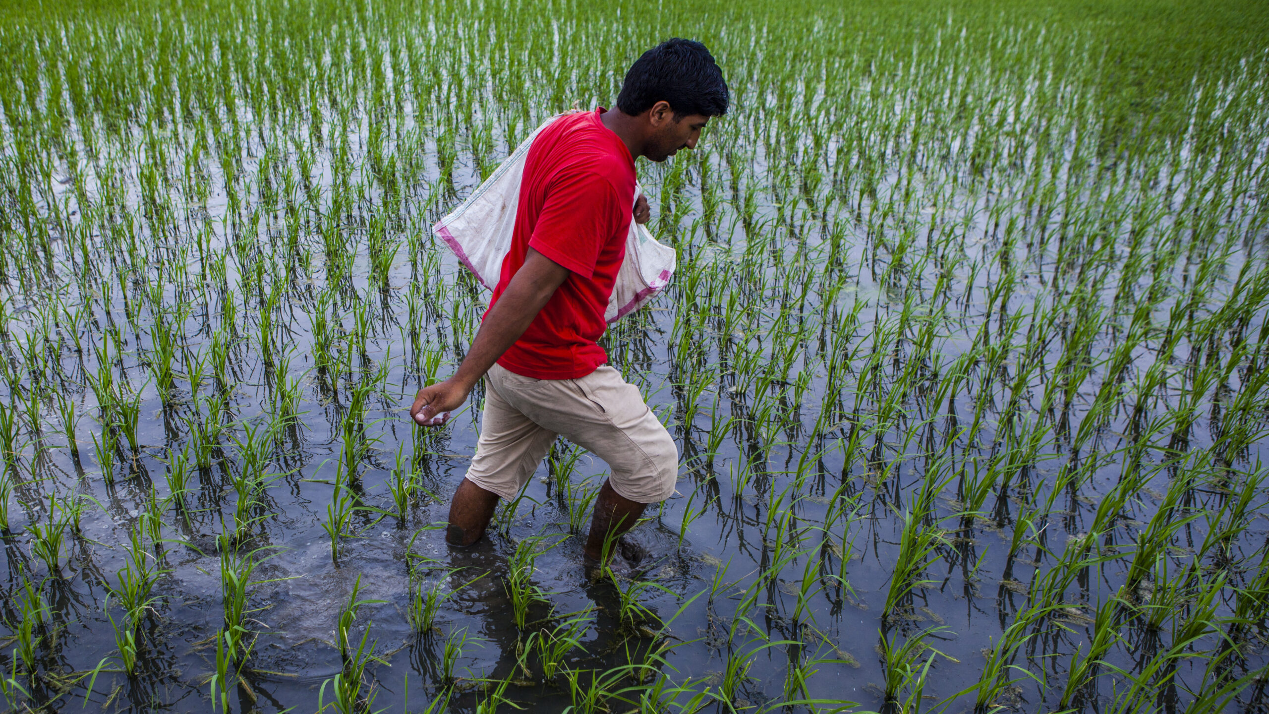 Man carrying white bag over his shoulder, right hand holding fertilizer granules, walks through a rice paddy.