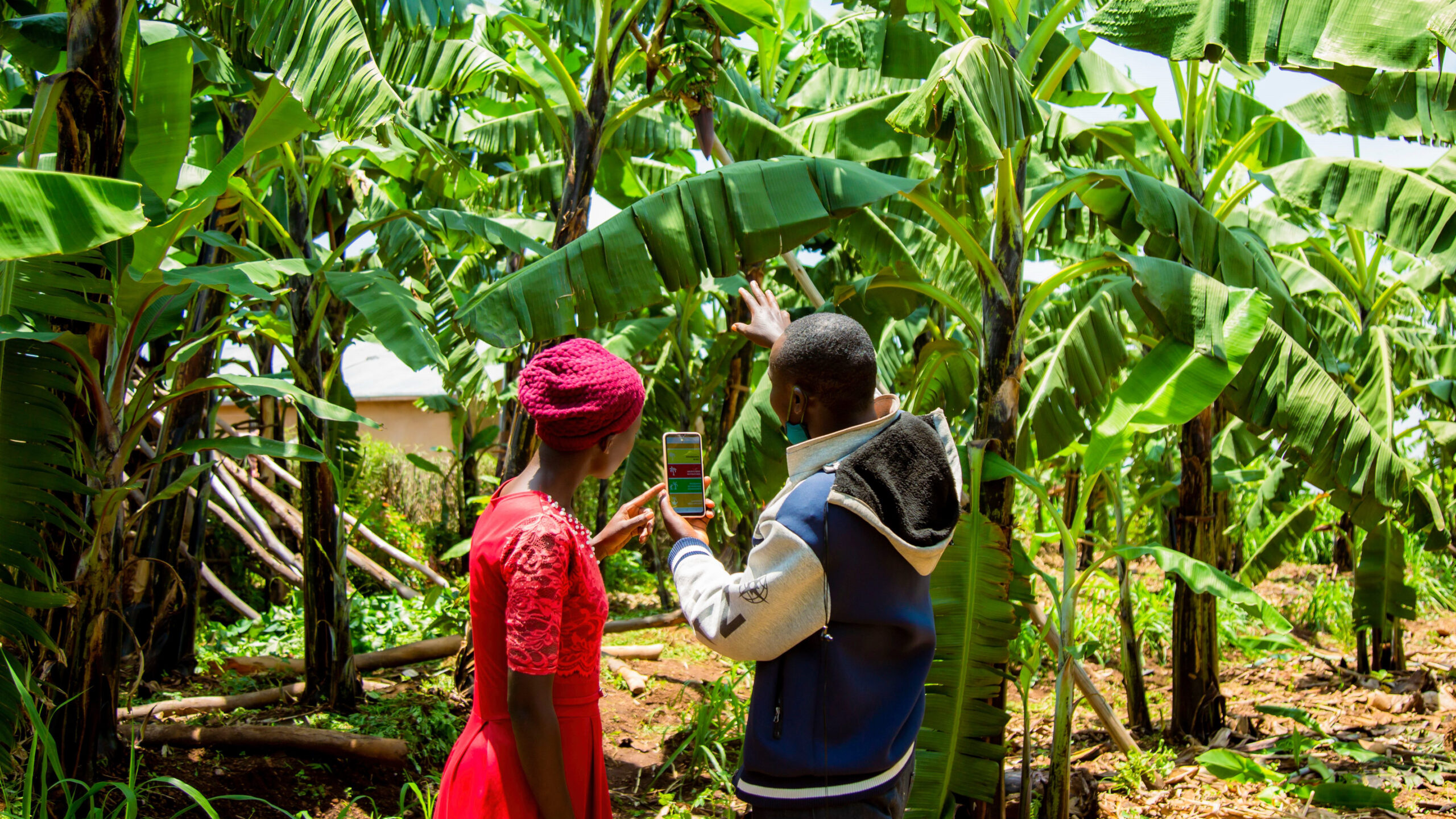 Woman, left, and man holding smartphone, right, with backs to camera, look at banana trees, rear. Man gestures with right hand.