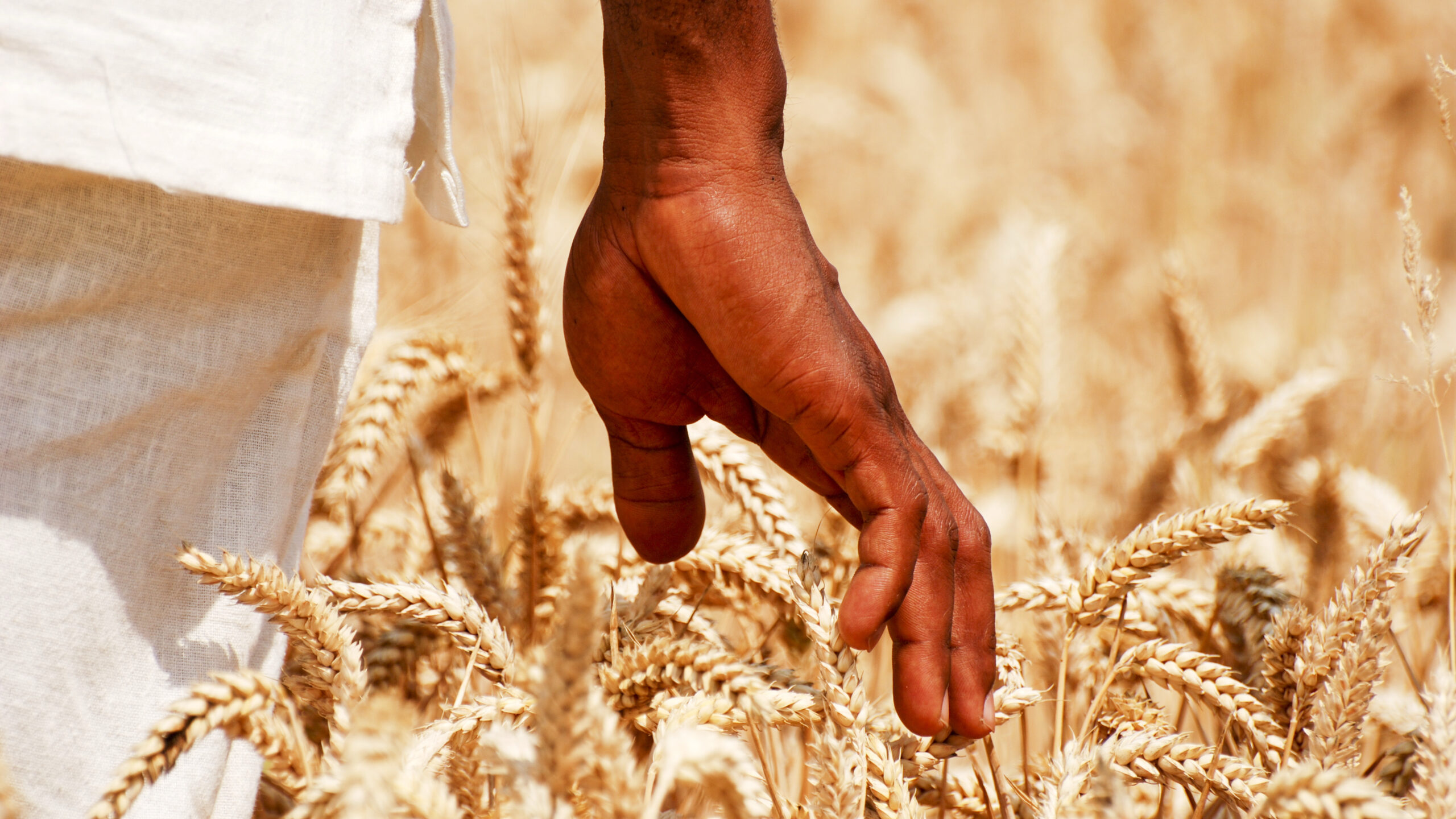 Close-up of man's hand reaching down to touch wheat stalks