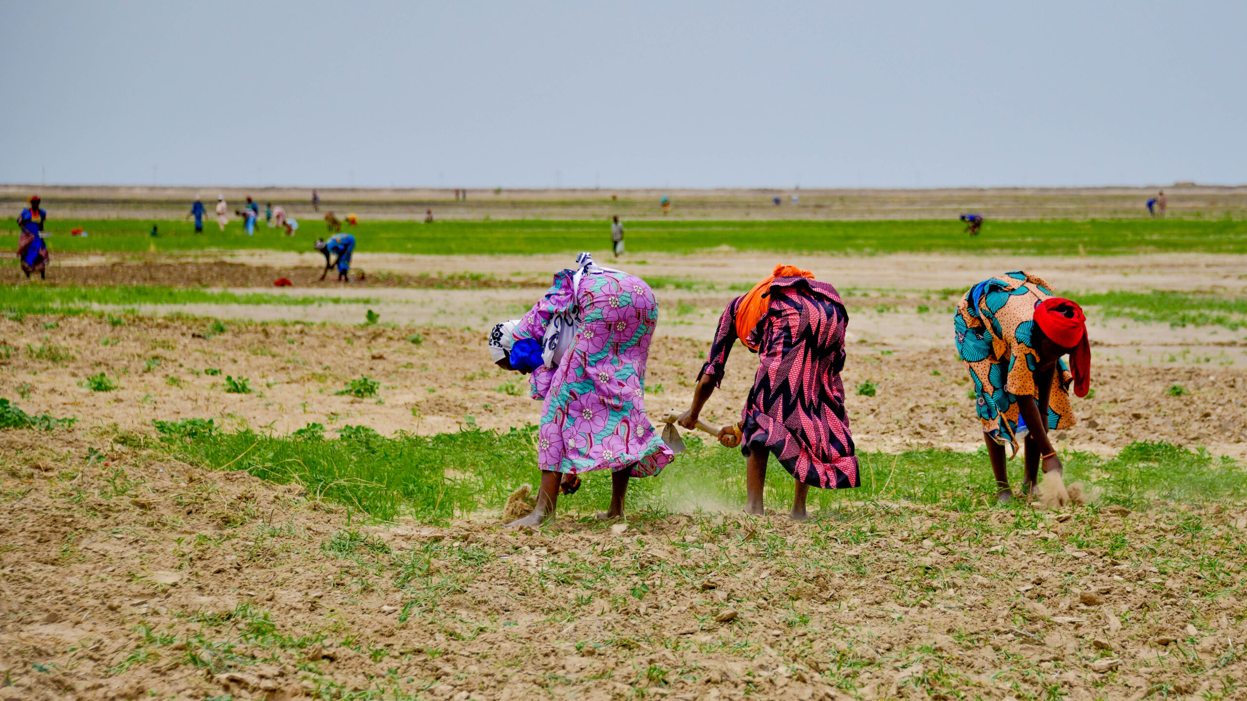 Three women, backs to camera, bent over in field, other farmers in distance in background.