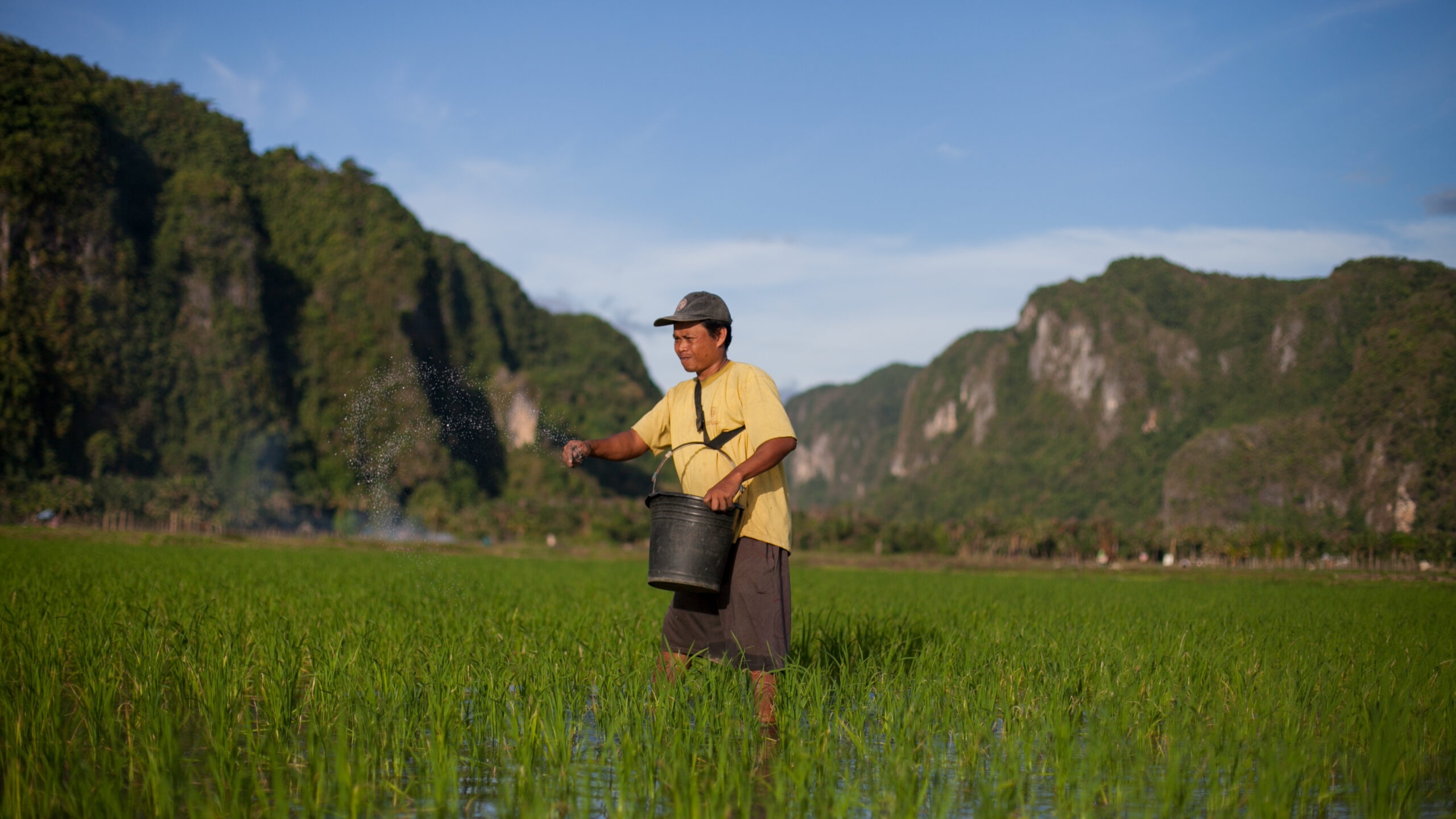 Man holds bucket and scatters fertilizer granules standing in middle of rice paddy with mountains in the background