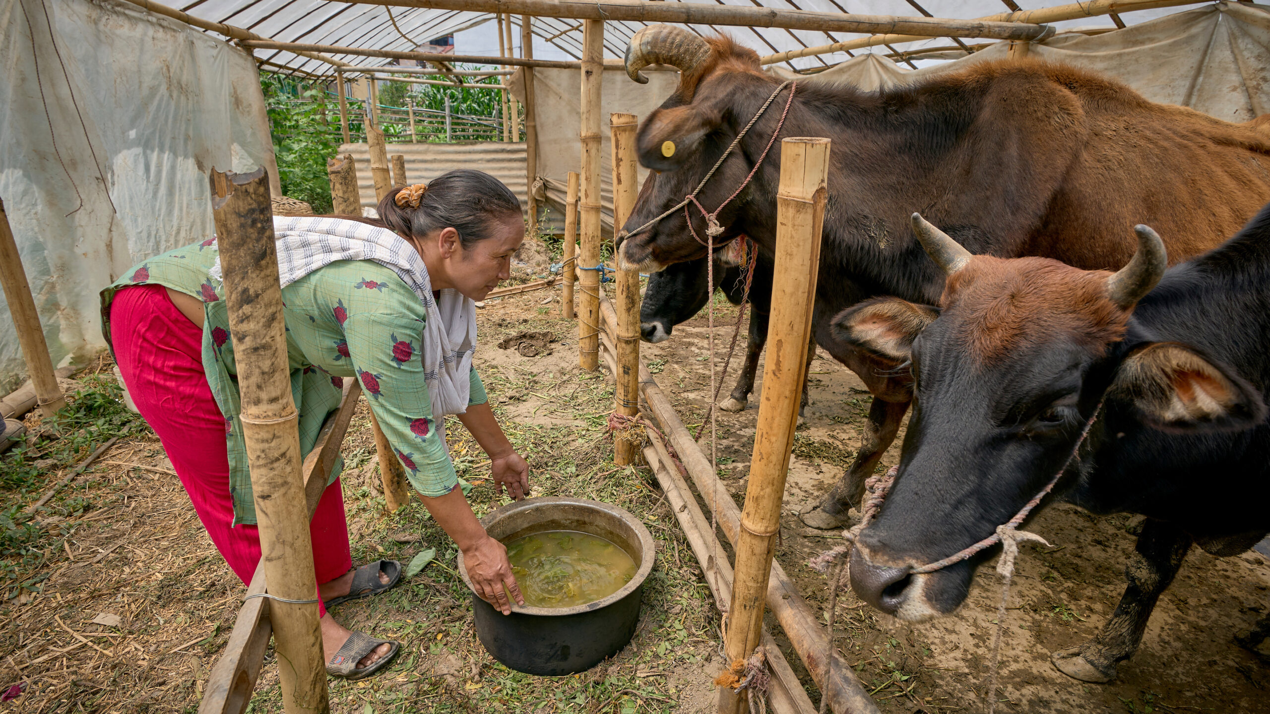 Woman holding pail, left, bends over in front of two cows in shed.