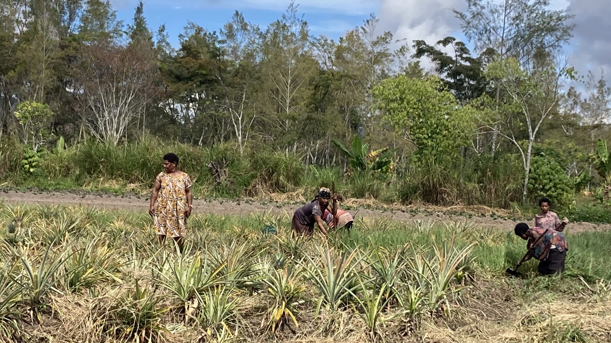 Farm field in sunlight. Woman, left, standing. Two women, center, and two women, right, leaning over with farm tools.