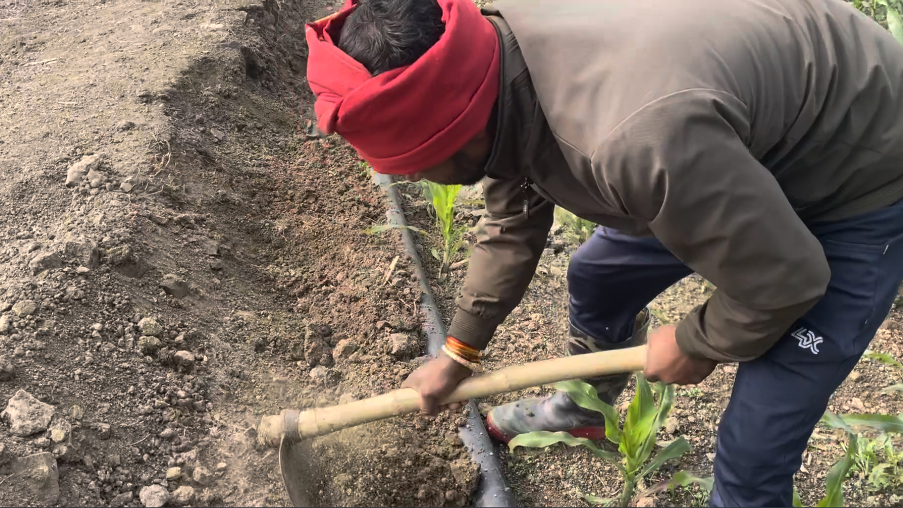 Man wearing red turban, leaning over, driving spade into soil.