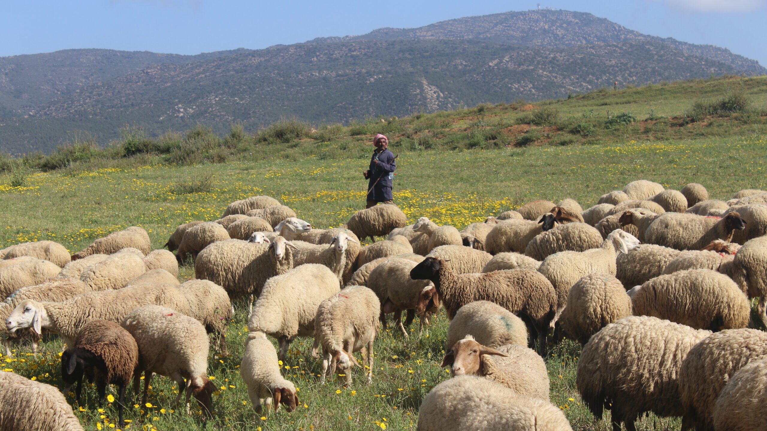 Flock of sheep in meadow, foreground, man, center rear, mountain in background.