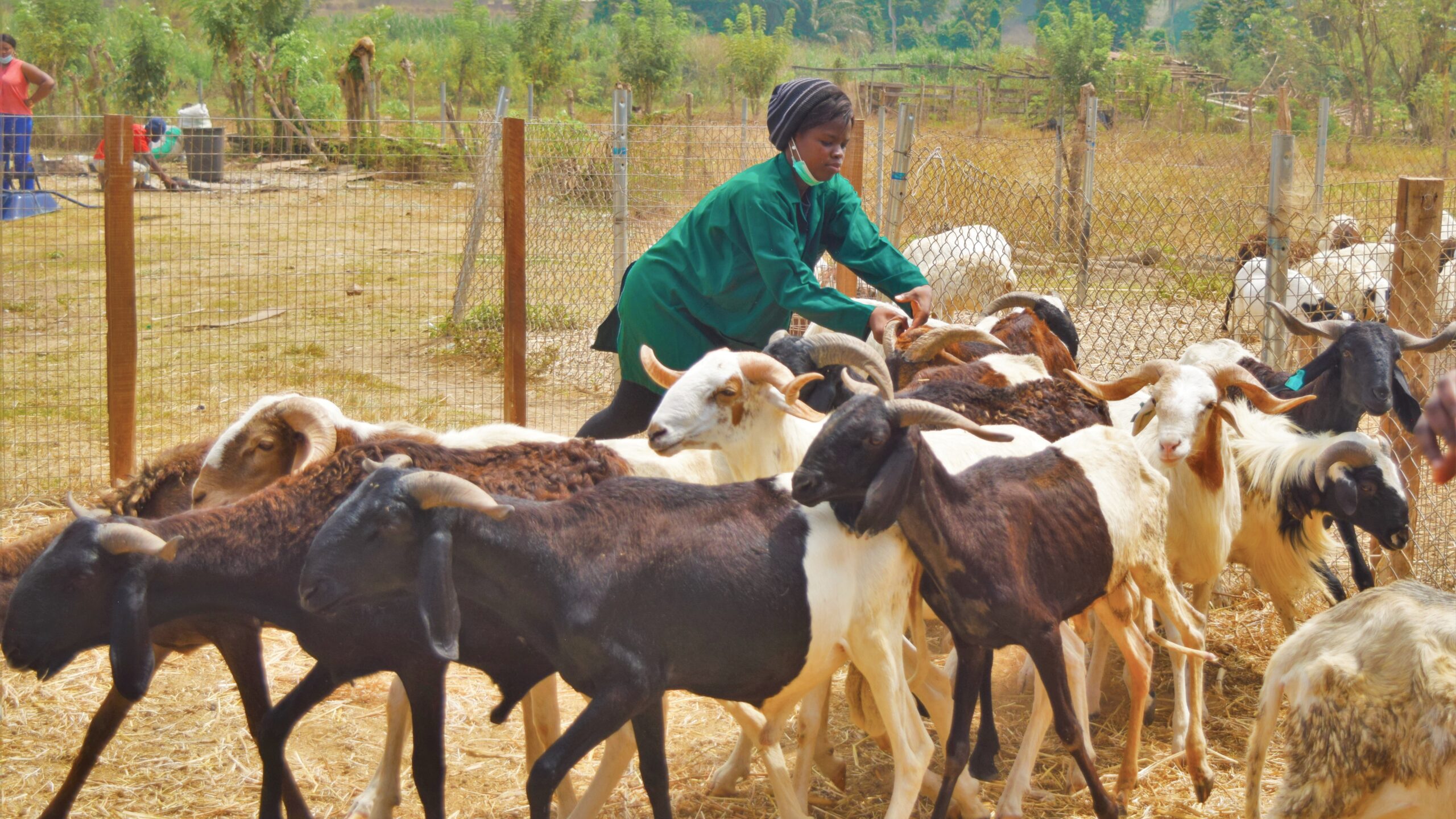 Goats, moving left. Woman, center rear.