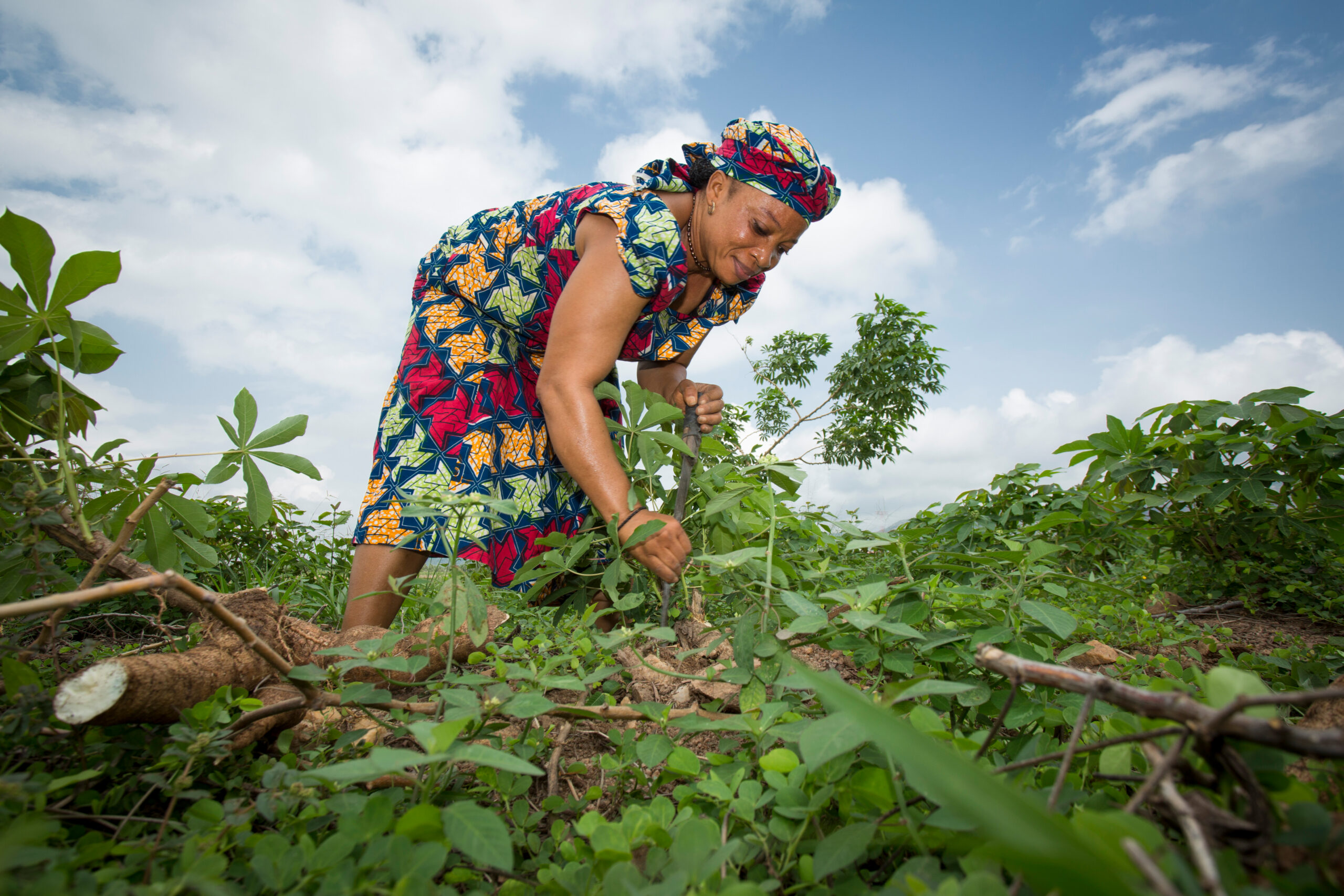 Woman in colorful dress bending forward, pulling up plant by stem.