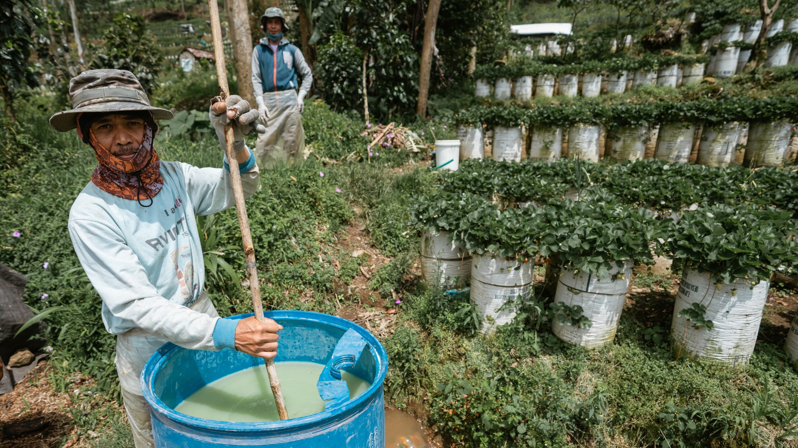 Man, left, wearing hat, holding stirrer in bucket of liquid. Second man, standing rear. Pots of plants, right.