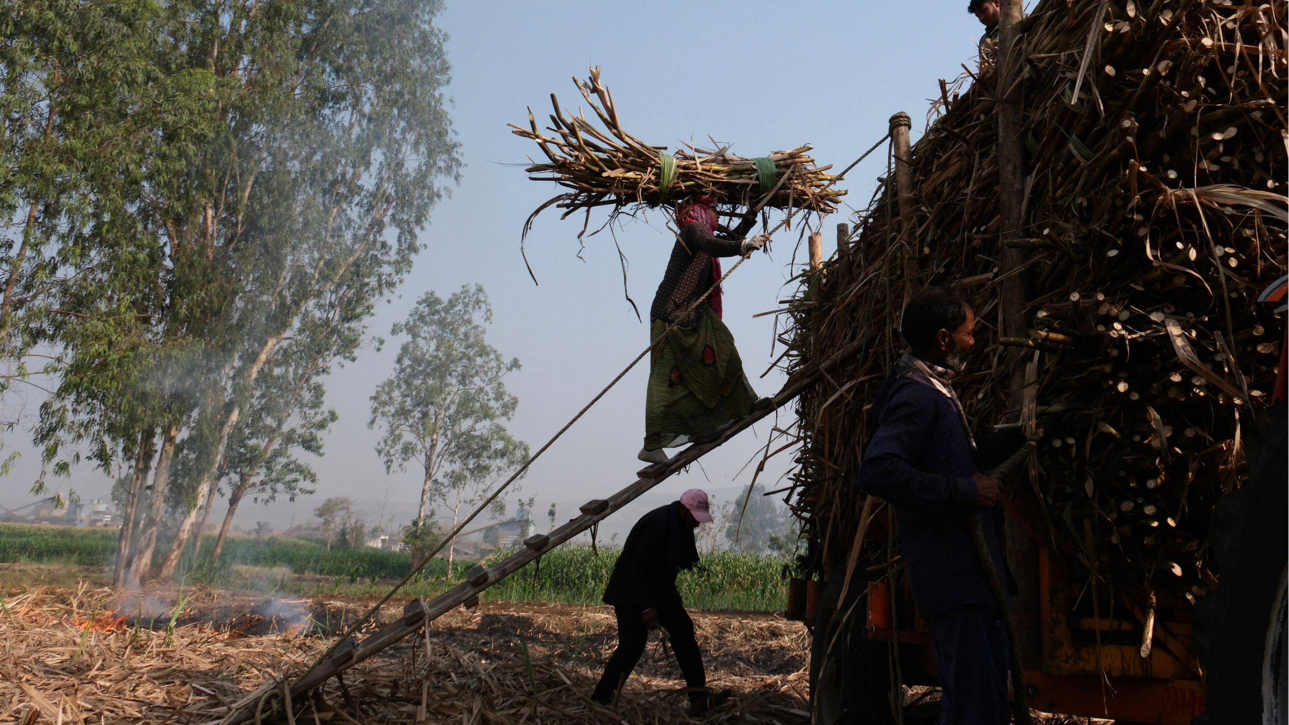 Woman with bundle of sugar cane climbing ramp onto truck loaded with cane. Man bends over underneath ramp; man stands next to truck, foreground.
