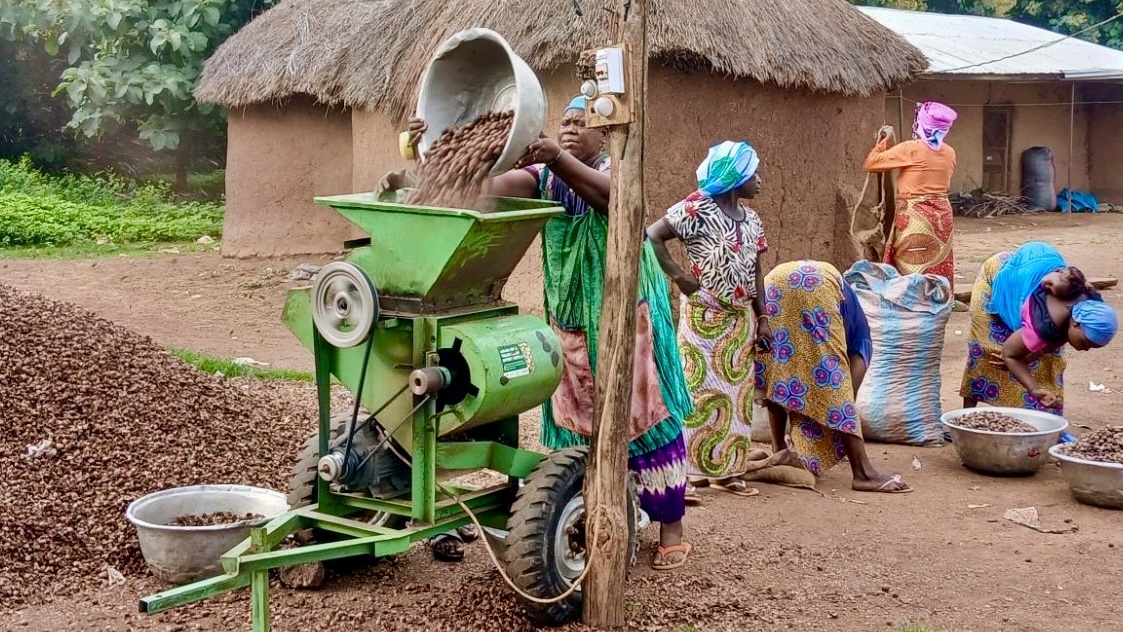 Woman, center, pours shea nuts from bucket into dehusking machine; four women, right, standing or leaning over bowls. Thatch-roofed structure in background.