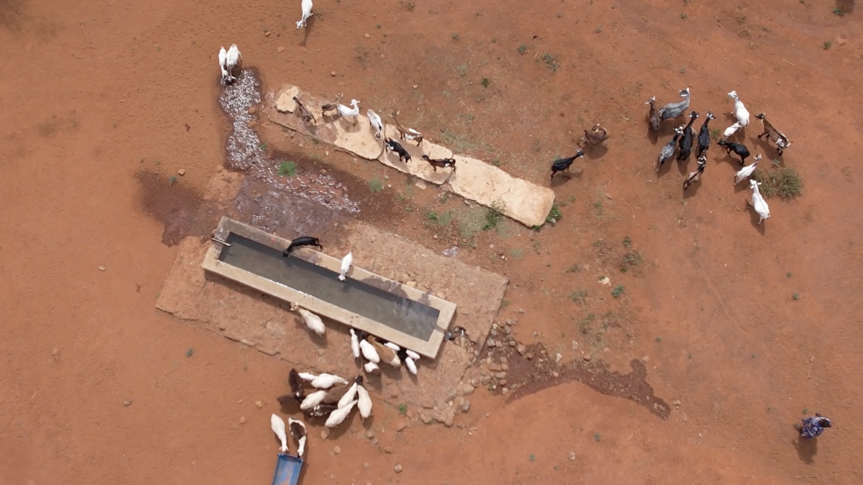 Overhead shot of livestock at water trough in brown dry soil